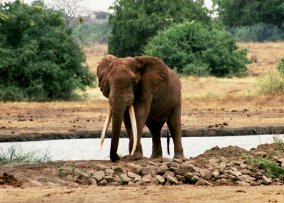 Large Tusker, Satao Camp, Tsavo East  2003