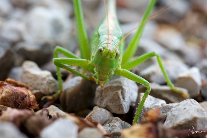 Locusta