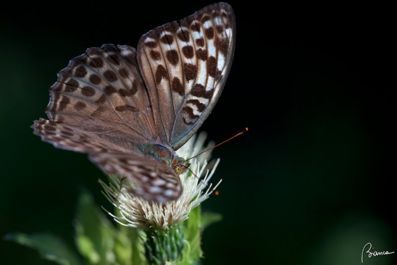 Paphia valesina