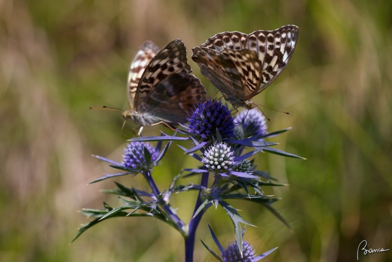 Paphia valesina