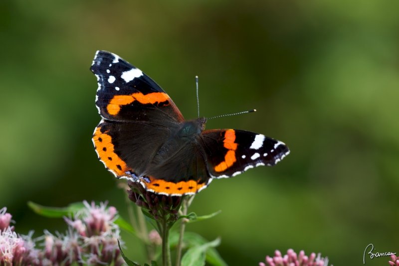Vanessa atalanta