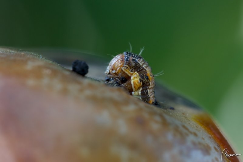 Helicoverpa (Heliothis) armigera