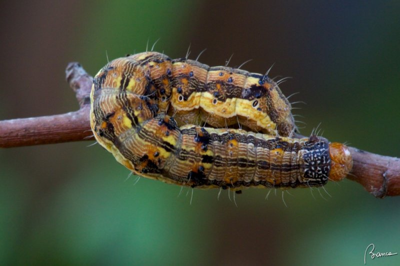 Helicoverpa (Heliothis) armigera