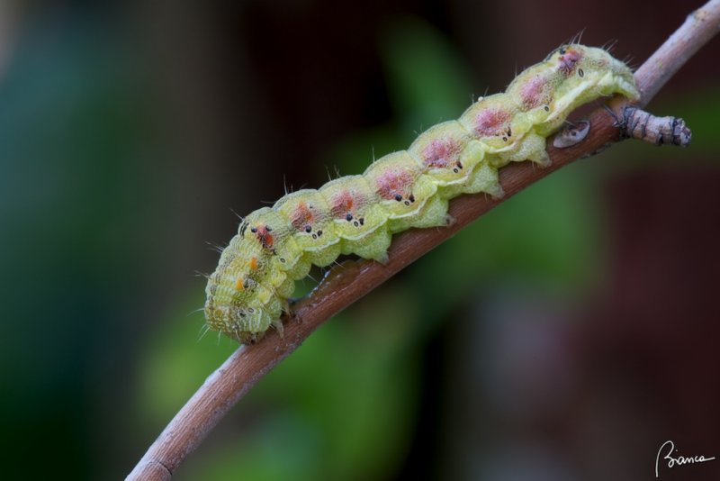 Helicoverpa (Heliothis) armigera