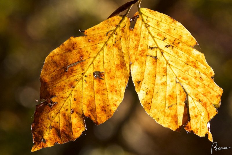 Autumn
