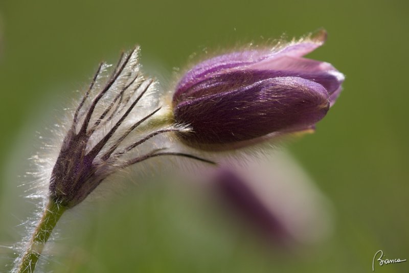 Anemone