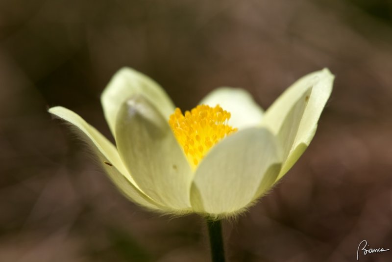 Pulsatilla