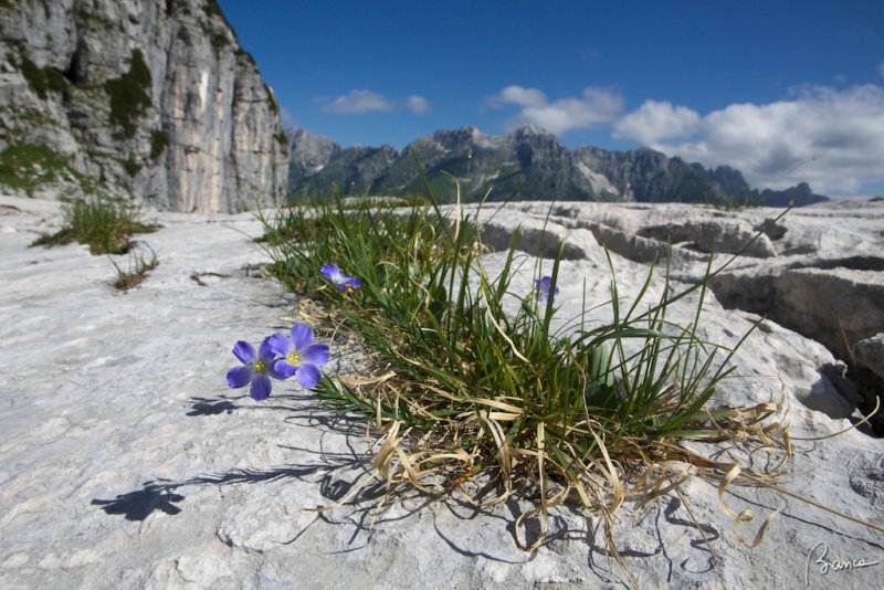 Lino delle Alpi