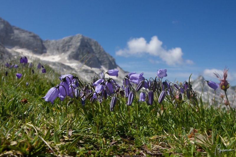 Campanula di Scheuchzer  