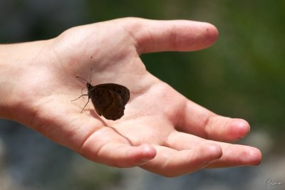 Satyrus ferula