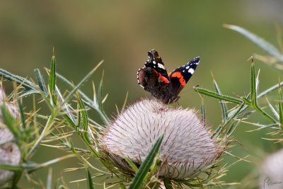 Vanessa atalanta