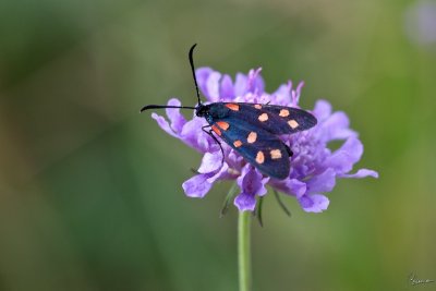 zygaena filipendulae