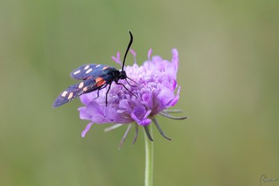 zygaena filipendulae