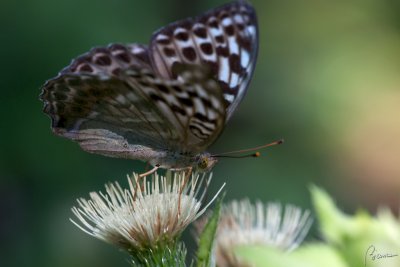 Paphia valesina