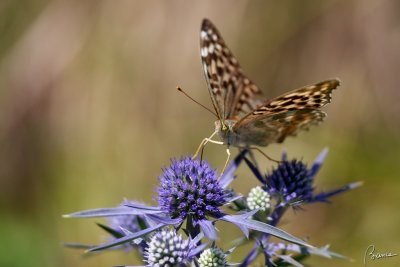 Paphia valesina