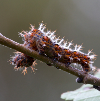 Bruchi - Caterpillars