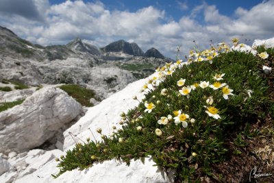 Camedrio alpino  