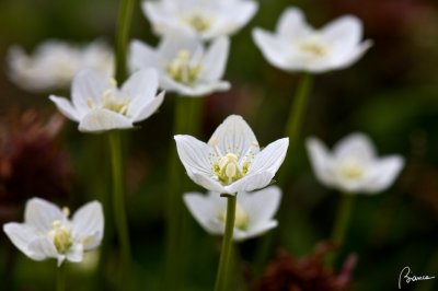 Parnassia