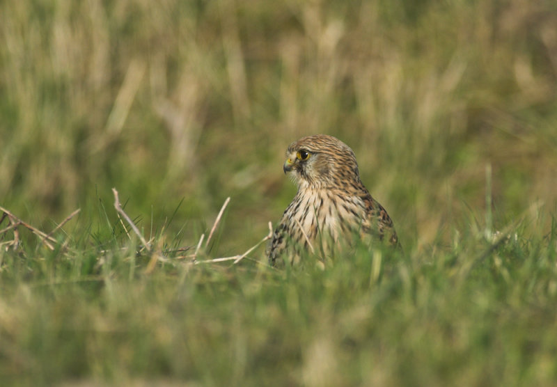 Torenvalk/Common Kestrel