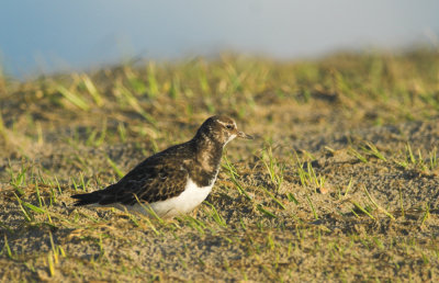 Steenloper/Turnstone