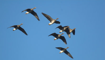 Kolgans/White Fronted Geese Kalmthout 