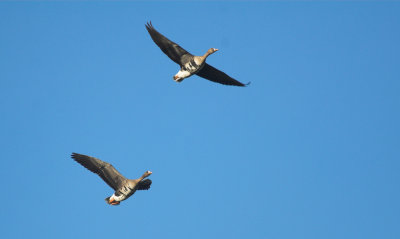 Kolgans White Fronted Geese Kalmthout