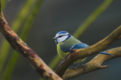 Pimpelmees/Blue Tit Kalmthout
