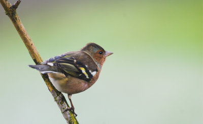 Vink/Chaffinch Kalmthout