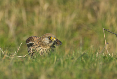 Torenvalk/Common Kestrel