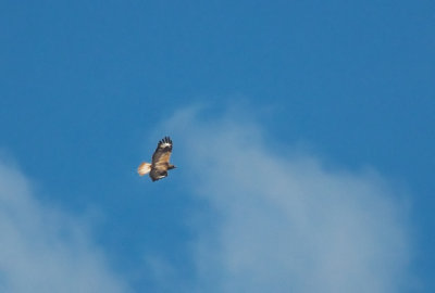 Arendbuizerd