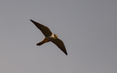 Boomvalk/Hobby 5-05-2015
