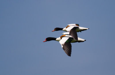 Bergeend/Shelduck Doel 7-05-2015