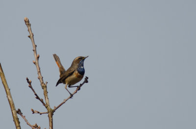 Blauwborst/Bluethroat Kalmthout april 2015