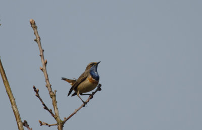 Blauwborst/Bluethroat april 2015