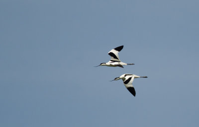 Kluut/Avocet Doel 17-05-20015