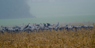 Kraanvogel 4 verkleind.jpg