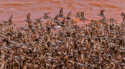 Flock of Sandpipers (65+75+75=>215=21.5 HM)