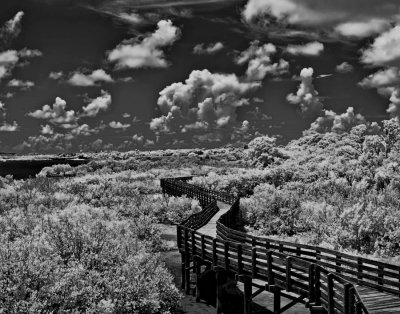 Boardwalk under the clouds cropDONE.jpg