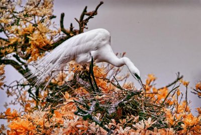 egret in tree infrared fb.jpg