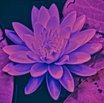 Ir Water Lily copy fb.jpg