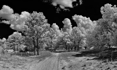 Road in the park. fb