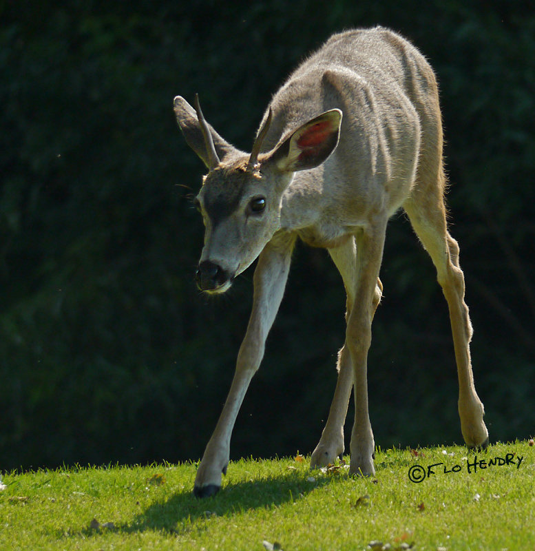 Black-tailed Deer (Odocoileus hemionus) 