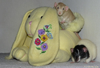 Easter Ratbits (plus video of  an Easter gift)