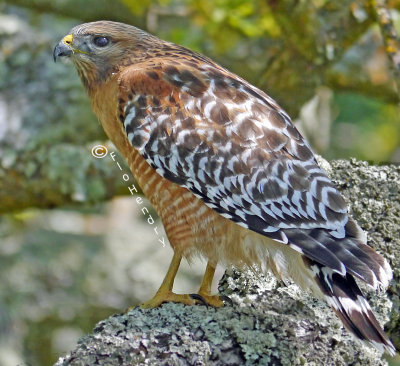 Red-shoudered Hawk