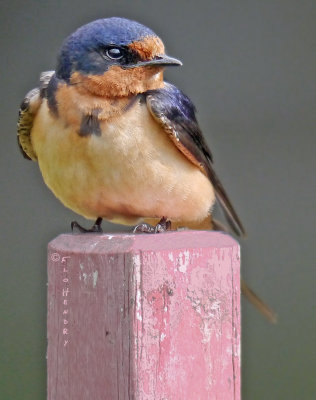 Barn Swallow