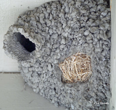 Cliff Swallow nest.jpg