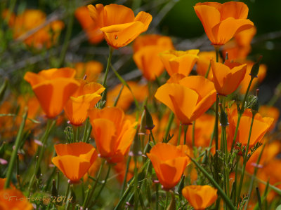 California Poppies_cluster sig.jpg