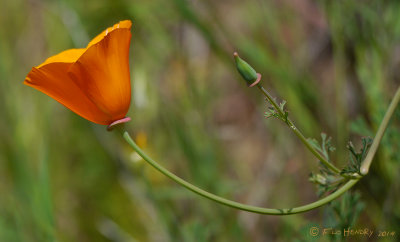  California Poppy
