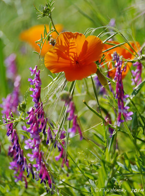 Bird Vetch & a Calif. Poppy