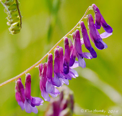 Bird Vetch